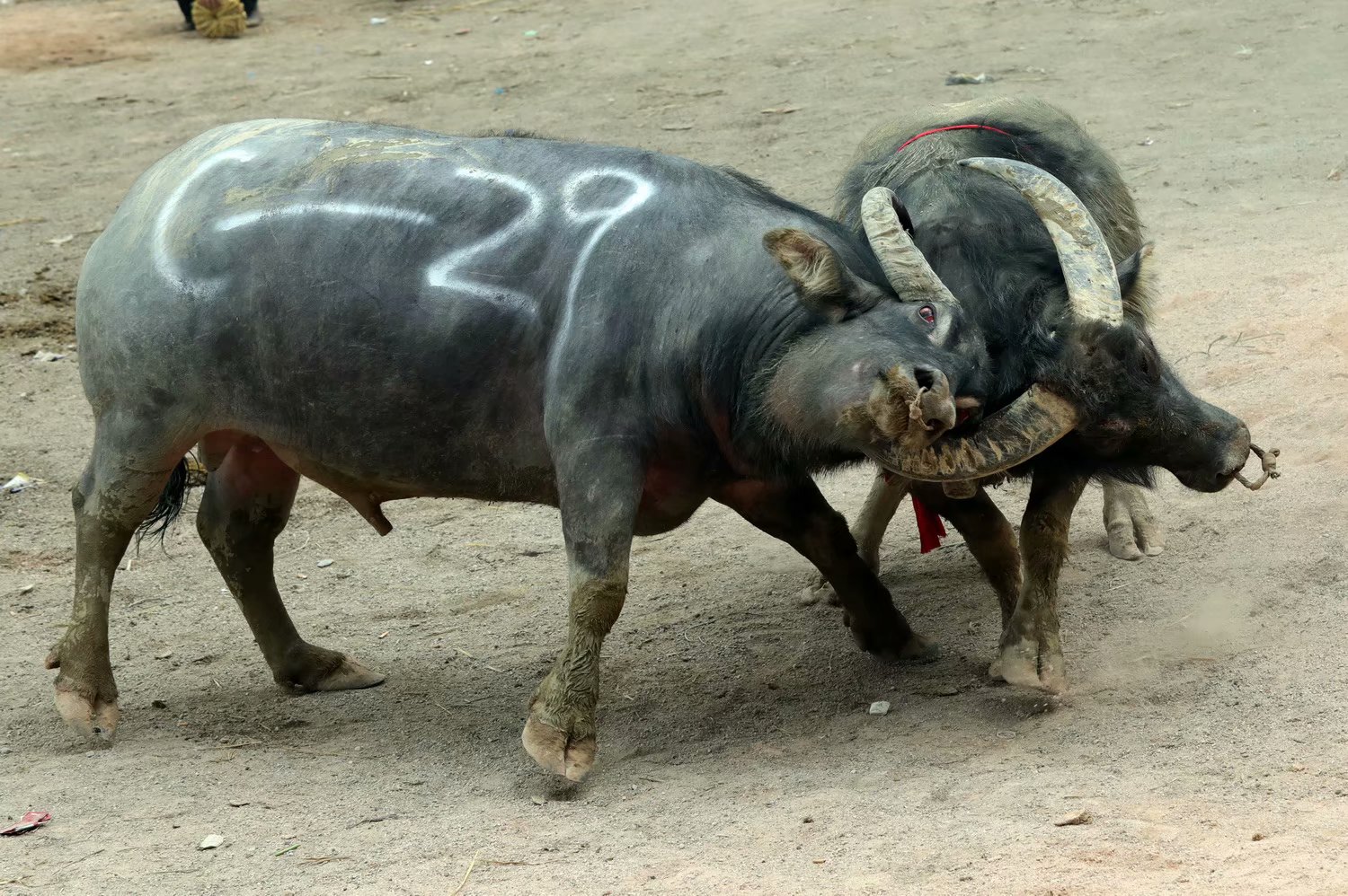 牛王争霸狂秀昵称,赛前先喝几两"二锅头"