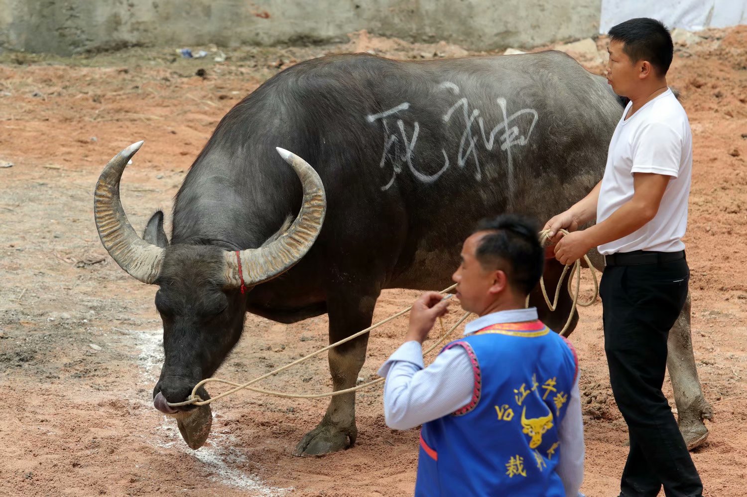斗牛节还有个神话传说:古代的时候,平寨遭到了水灾,洪水蔓延,直到正月