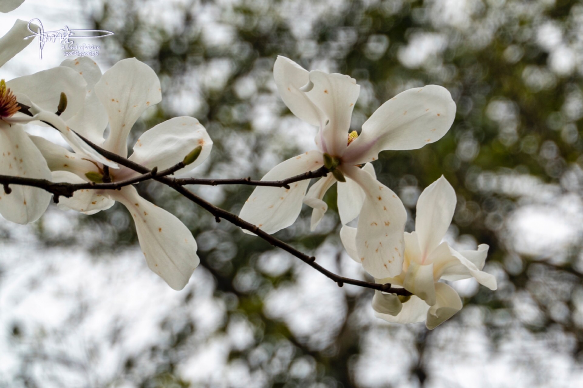 新妆如玉,素娥千堆,好一树玉兰花开|玉兰花_新浪新闻