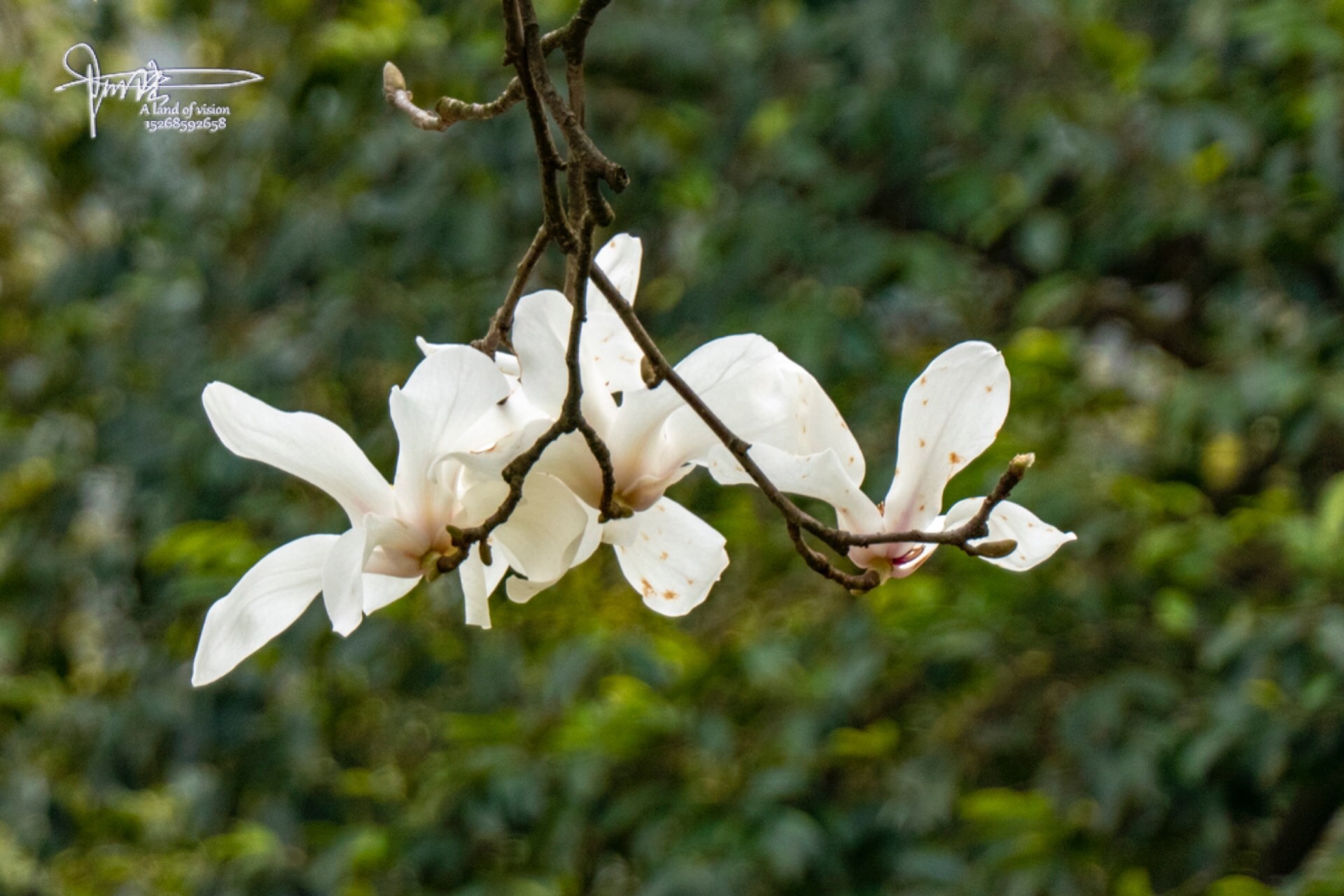新妆如玉,素娥千堆,好一树玉兰花开|玉兰花_新浪新闻