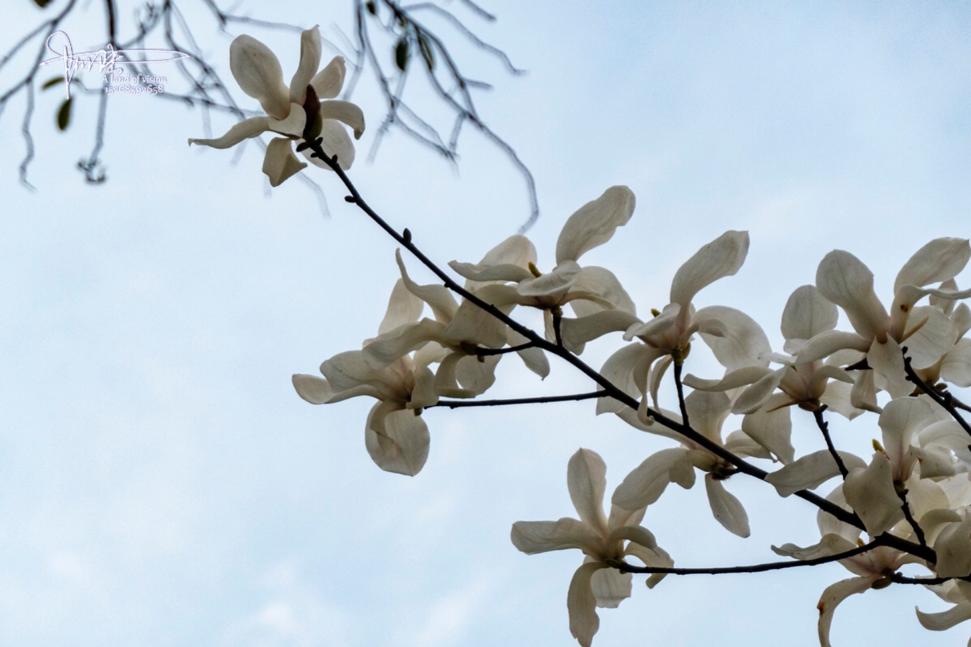新妆如玉,素娥千堆,好一树玉兰花开|玉兰花_新浪新闻