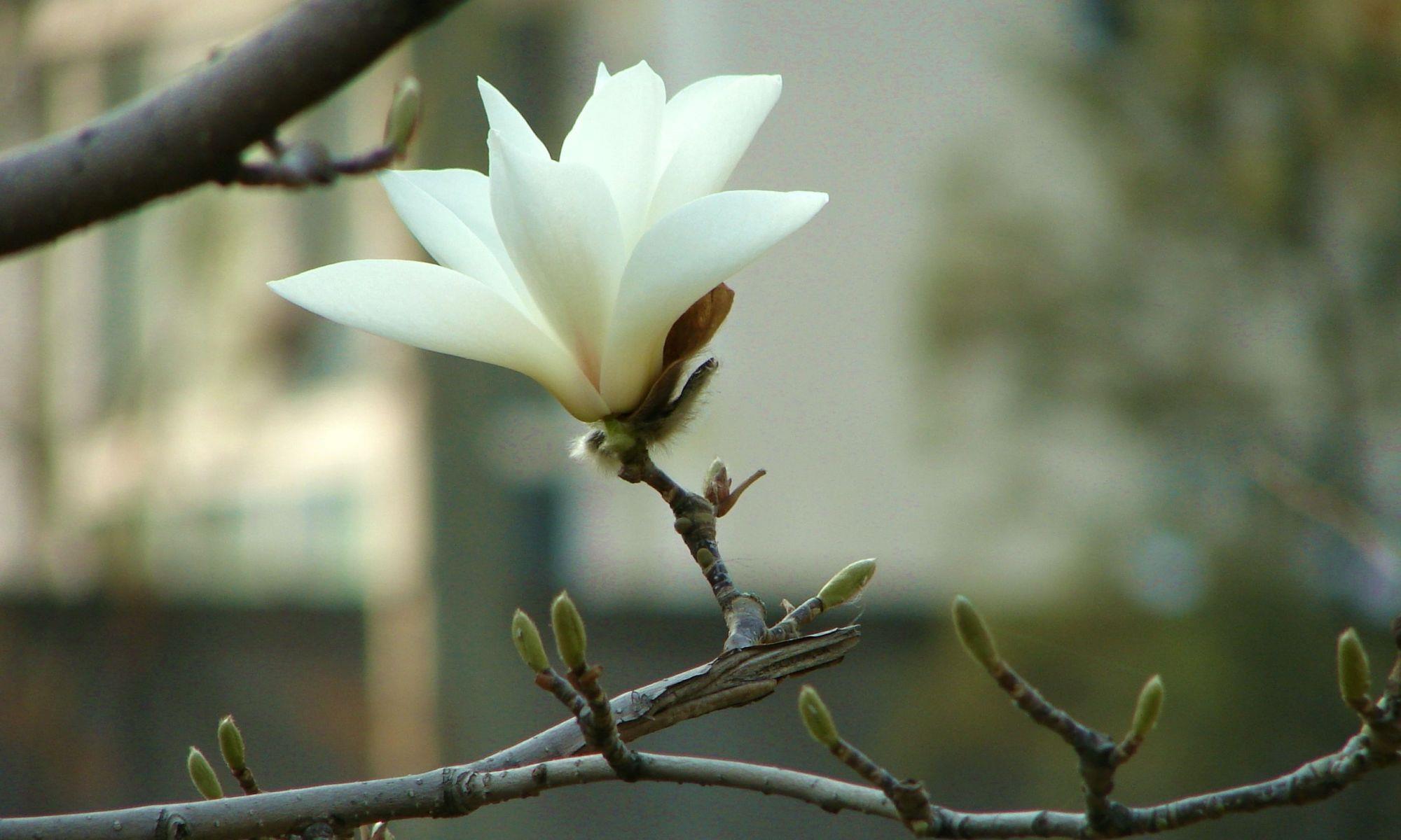 玉兰花树是嫁接的吗?怎么嫁接?|园林|白玉兰|左右|枝条|接穗_新浪新闻
