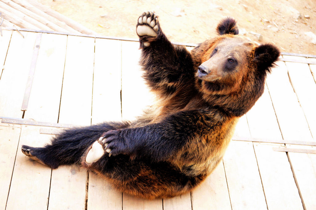 青岛森林野生动物世界网红棕熊熊五雪地里练棍功憨萌可爱