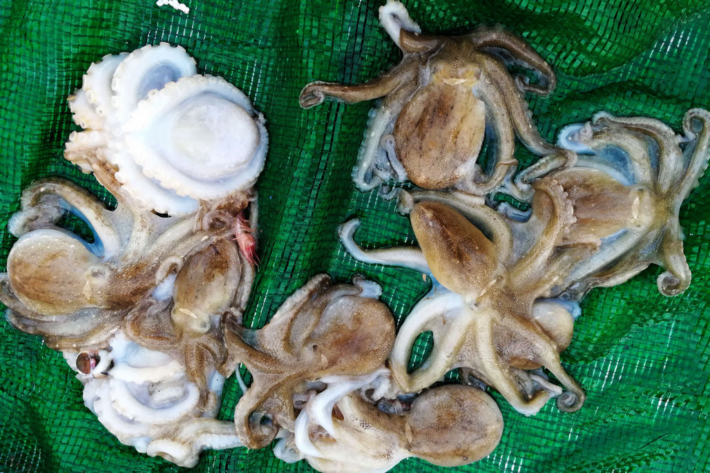 连续晴天 皮皮虾丰收 又肥又大35元一斤 活八带28元一斤