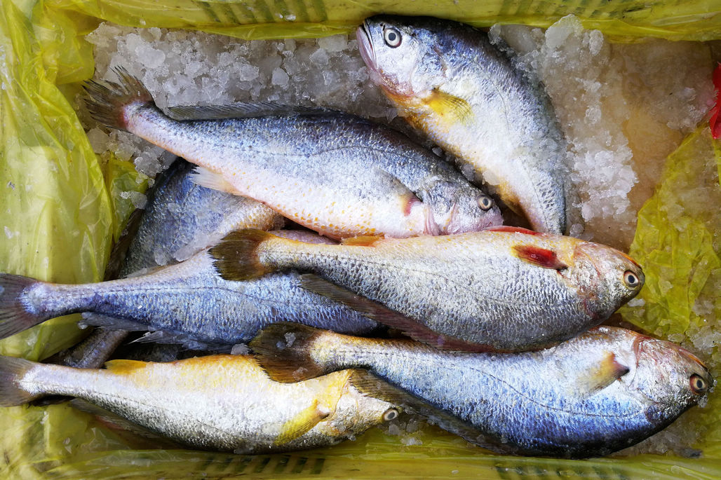 东海小黄鱼多少钱一斤（小黄鱼多少钱一斤）