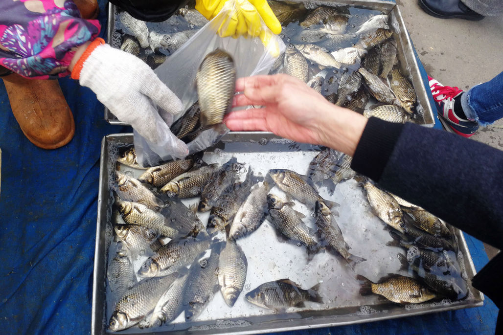 鲜活淡水鱼现身菜市场 半斤大鲫鱼7块钱一斤 白鲢鱼3元一斤