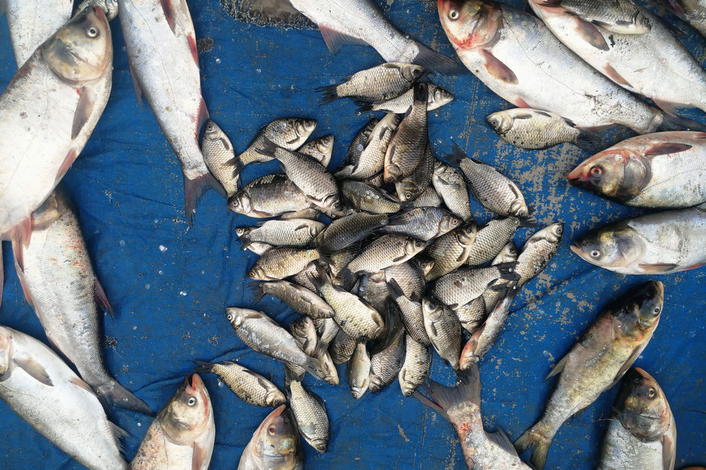 鲜活淡水鱼现身菜市场 半斤大鲫鱼7块钱一斤 白鲢鱼3元一斤