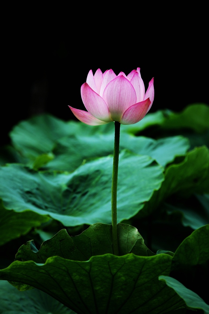夏日风雨已几重荷花瑰丽夜深逢