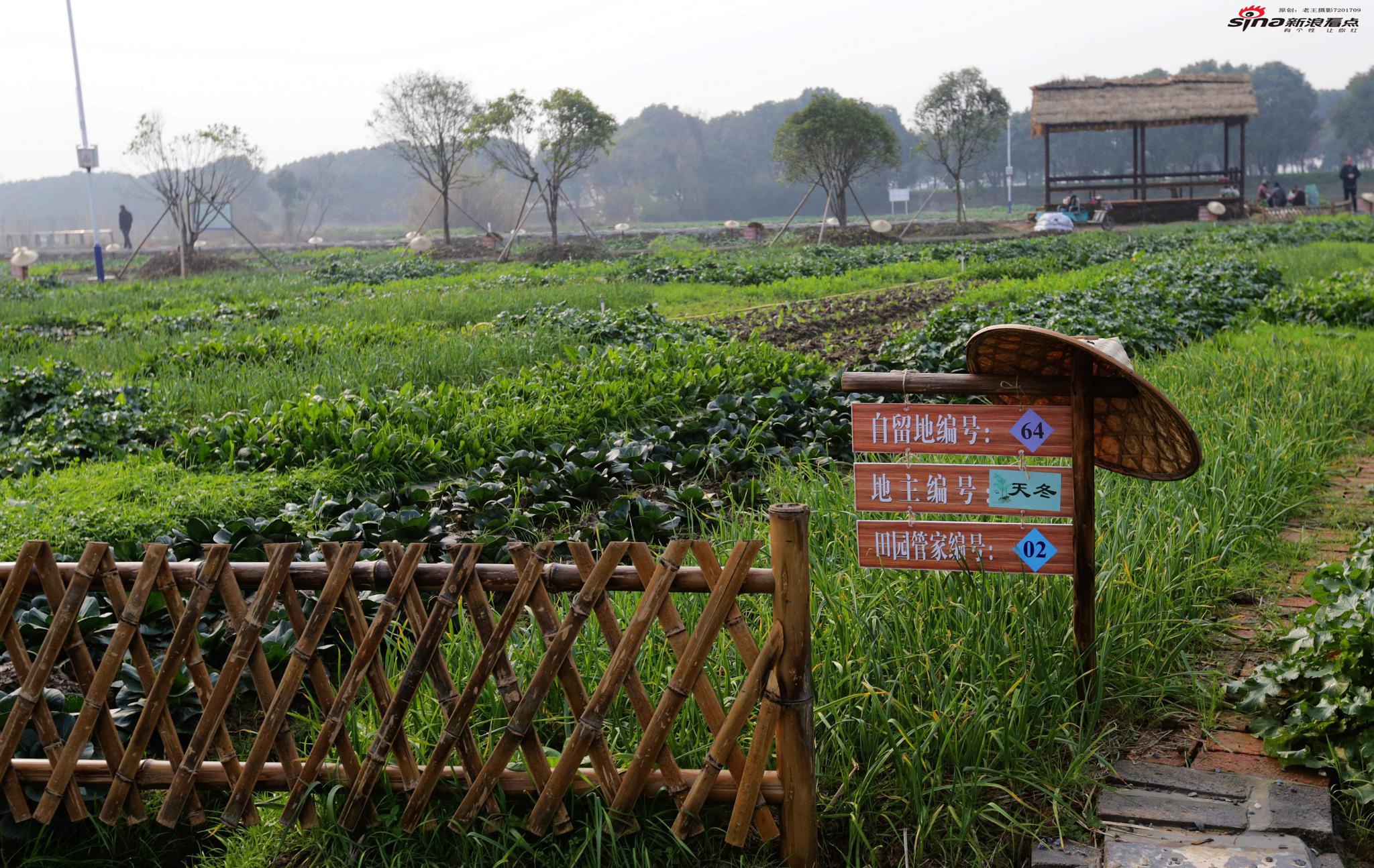 小菜园里话丰收——常州美丽乡村建设有奇招,种菜一样能绿美