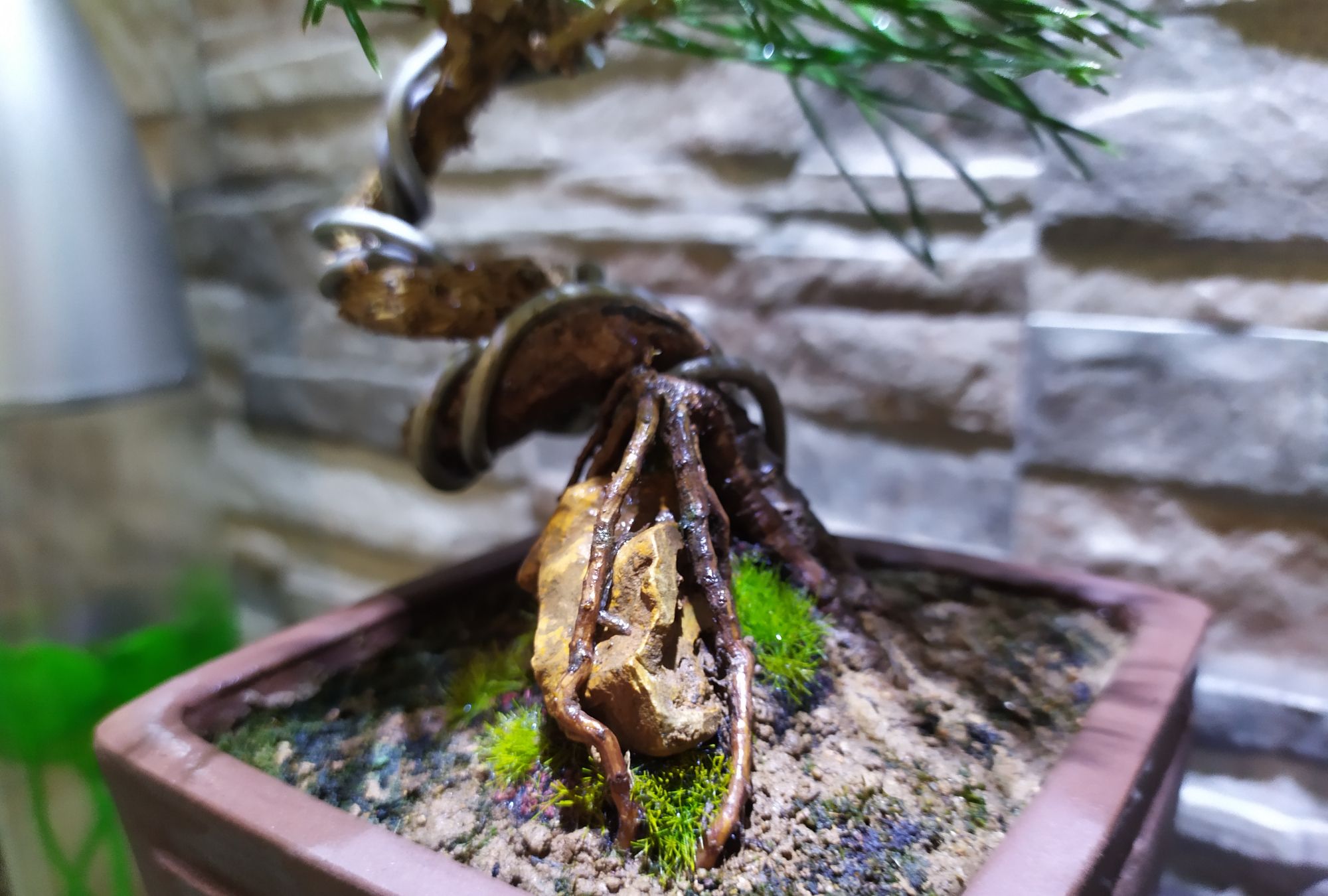 盆景赏析:小黑松盆景大提根,盆景虽小但尽显岁月之感