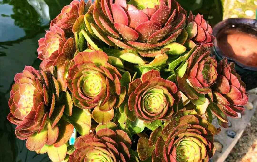 多肉植物法师徒长严重,怎样才能让它恢复低矮紧凑?