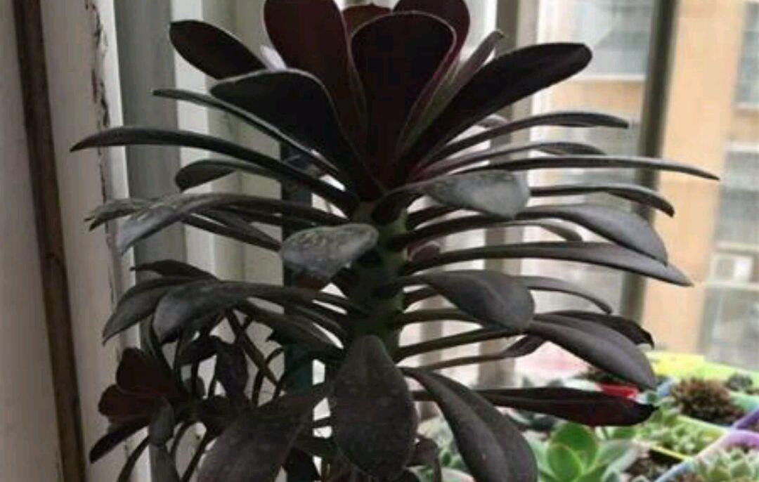 多肉植物法师徒长严重,怎样才能让它恢复低矮紧凑?