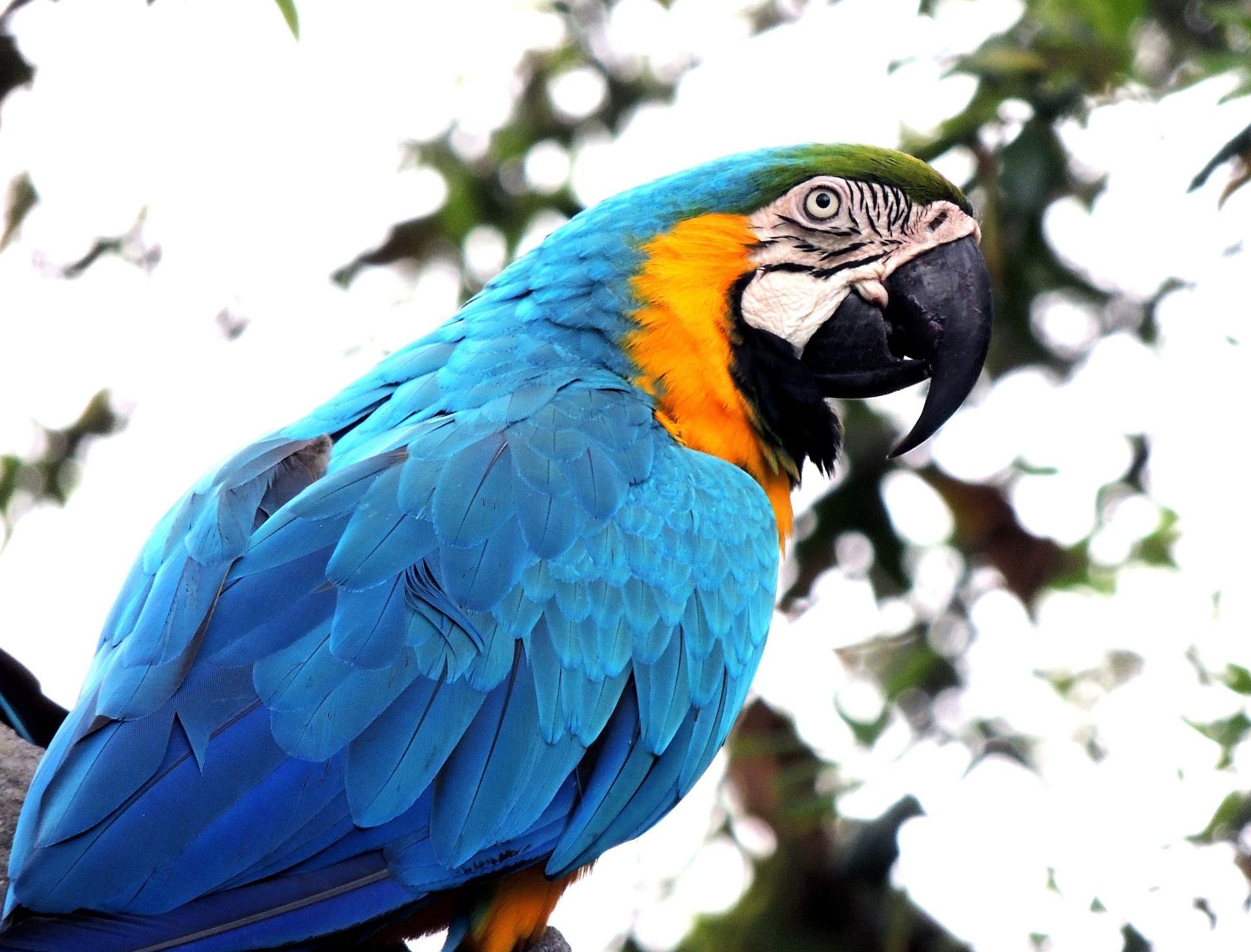 蓝黄金刚鹦鹉又名琉璃金刚鹦鹉,是最常见的金刚鹦鹉,产于美洲热带地区
