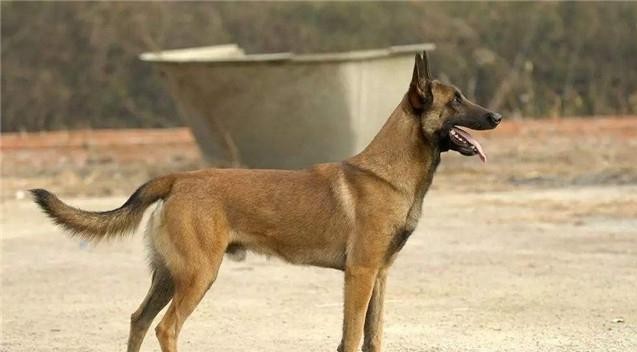 喜欢马犬的人为什么越来越多? 它有5大优点, 颜值和智商在内