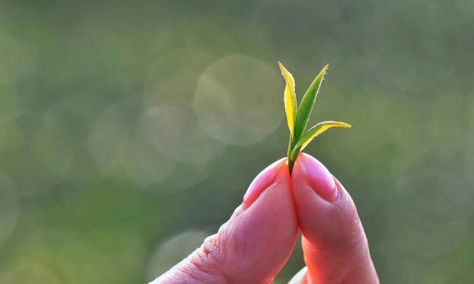 拈花一笑,春梦了无痕,这春日之景怎一个美字了得?