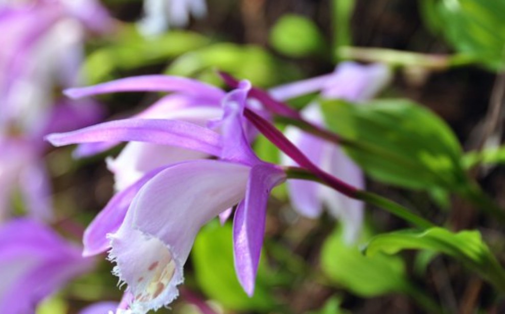 山慈姑的拍法方法和技巧