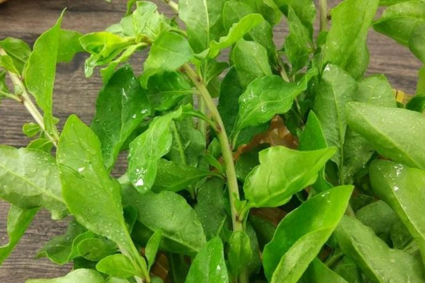 常喝此汤,对肝脏,肠胃,眼睛都有好处|枸杞叶|枸杞|鸡蛋汤_新浪新闻