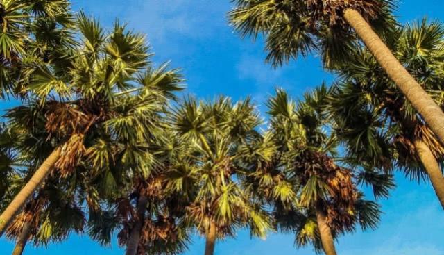 能产"大米"的椰子树,原来西米是这么来的,几百万人就靠它生活