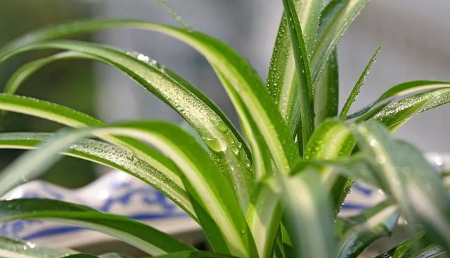 春天的吊蘭做好這幾步，長得和瘋了一樣！