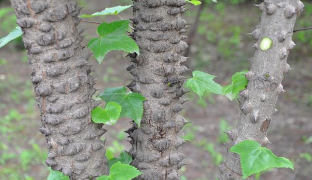 它便是珍贵的"刺楸",请谨记树干外貌,山谷见到,要保护
