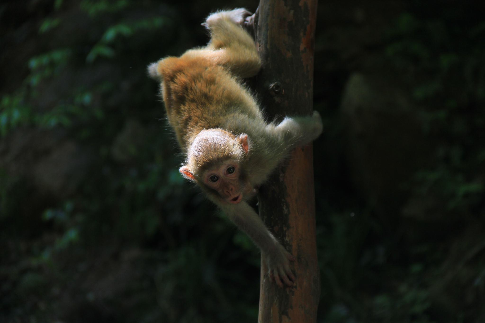 张家界金鞭溪的猴子,调皮又捣蛋