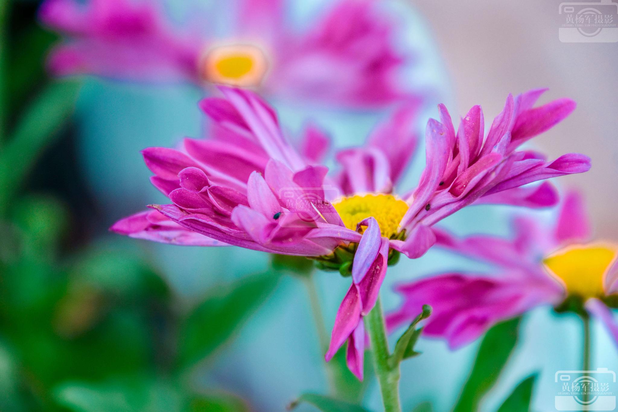 阴天娇艳的翠菊花