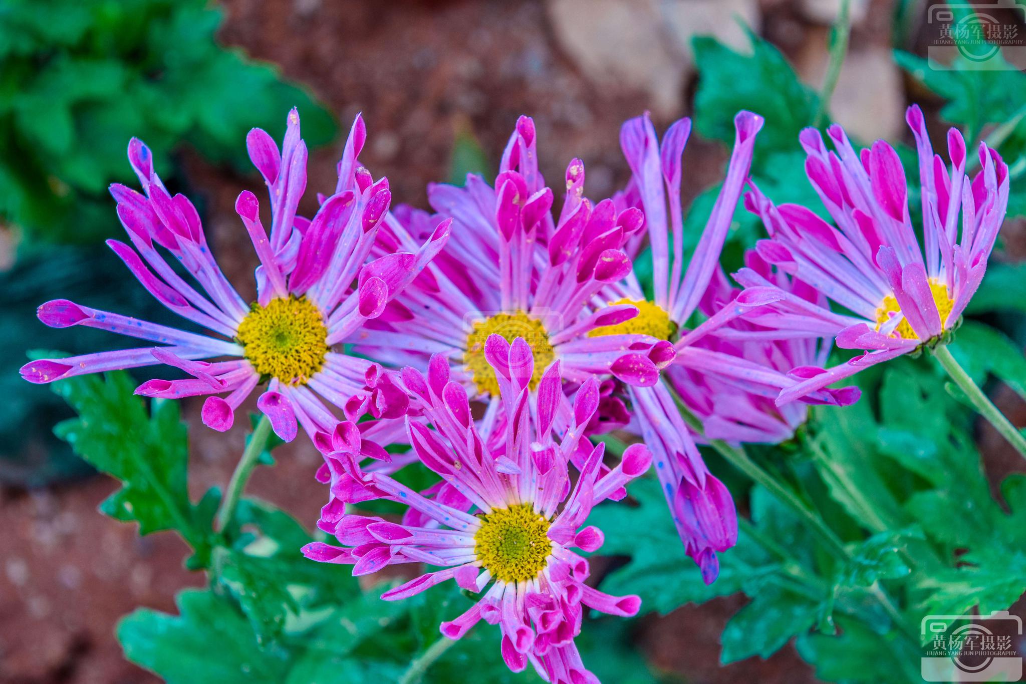 阴天娇艳的翠菊花