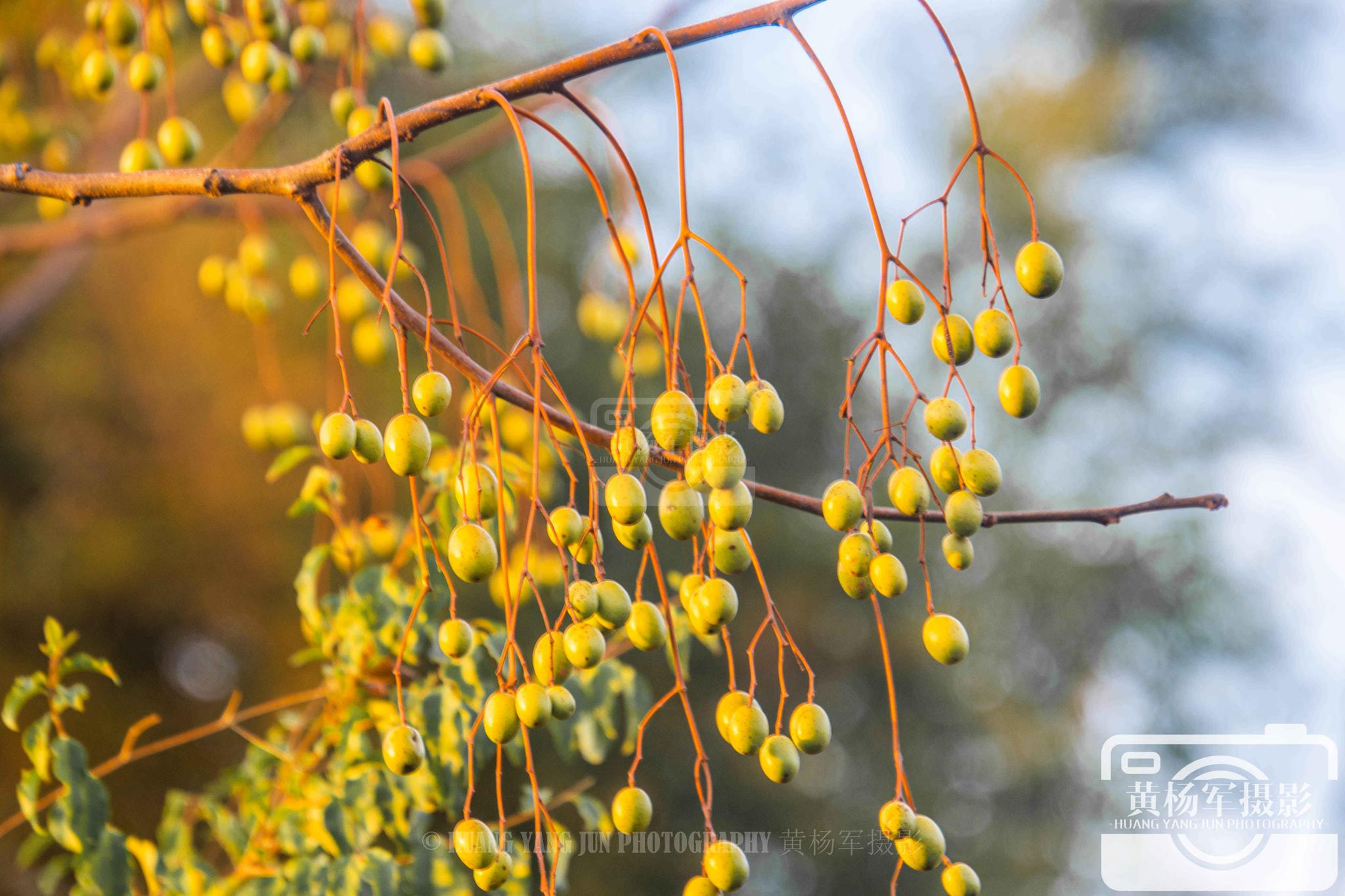 故乡的苦楝树,挂满枝头的苦楝树果_高清图集_新浪网