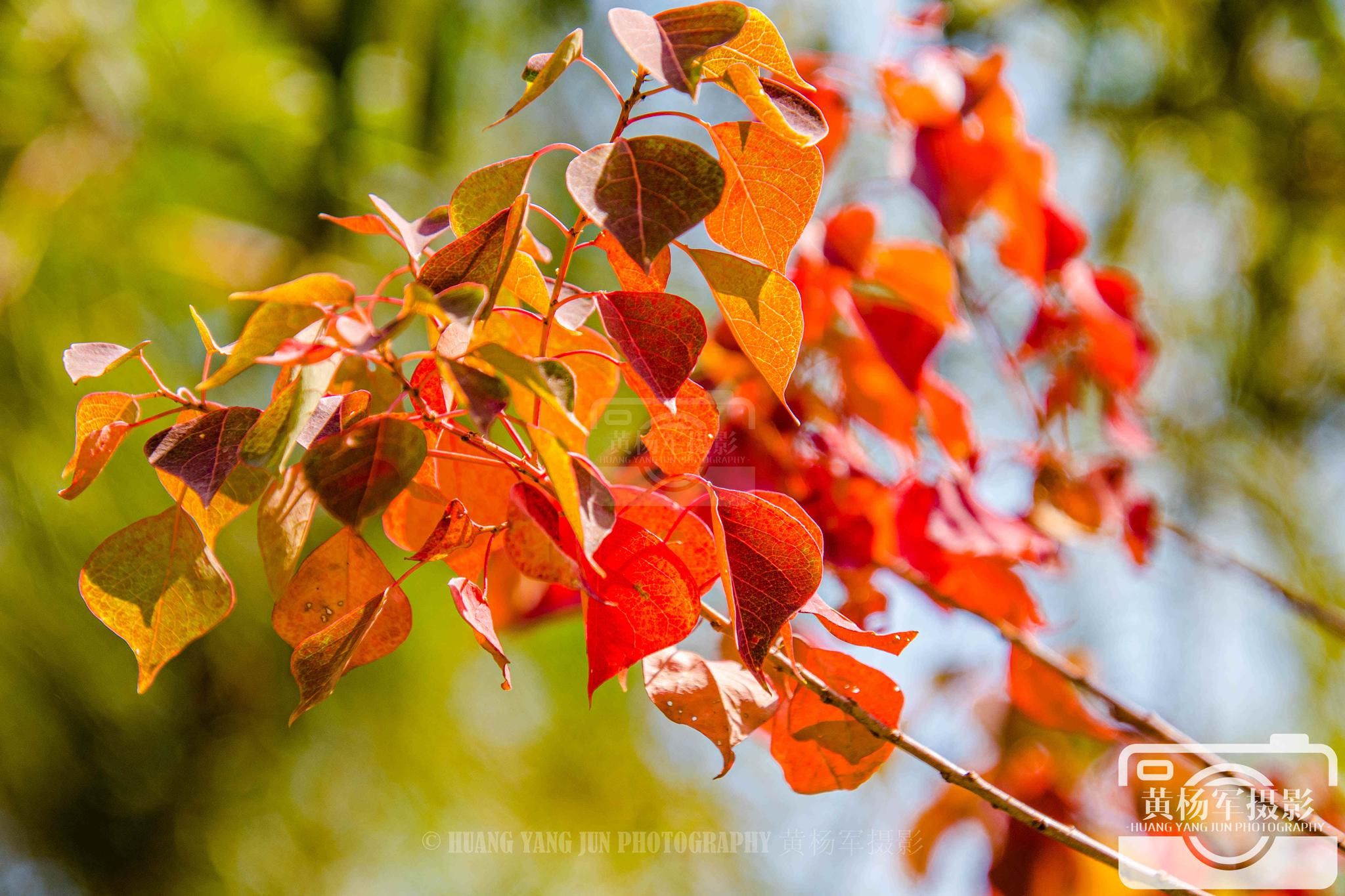 乌桕树叶的多彩,深秋乡村色彩斑斓的景色