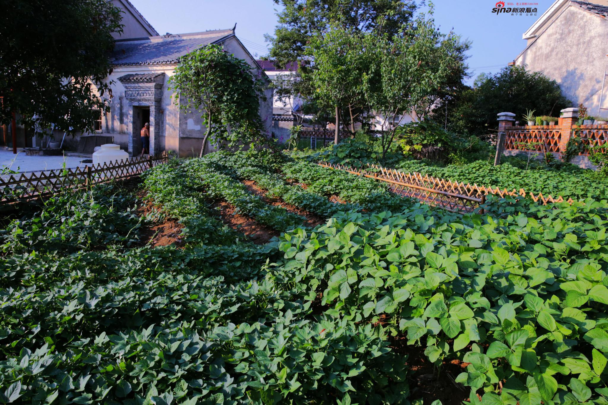 小菜园里话丰收——常州美丽乡村建设有奇招,种菜一样能绿美