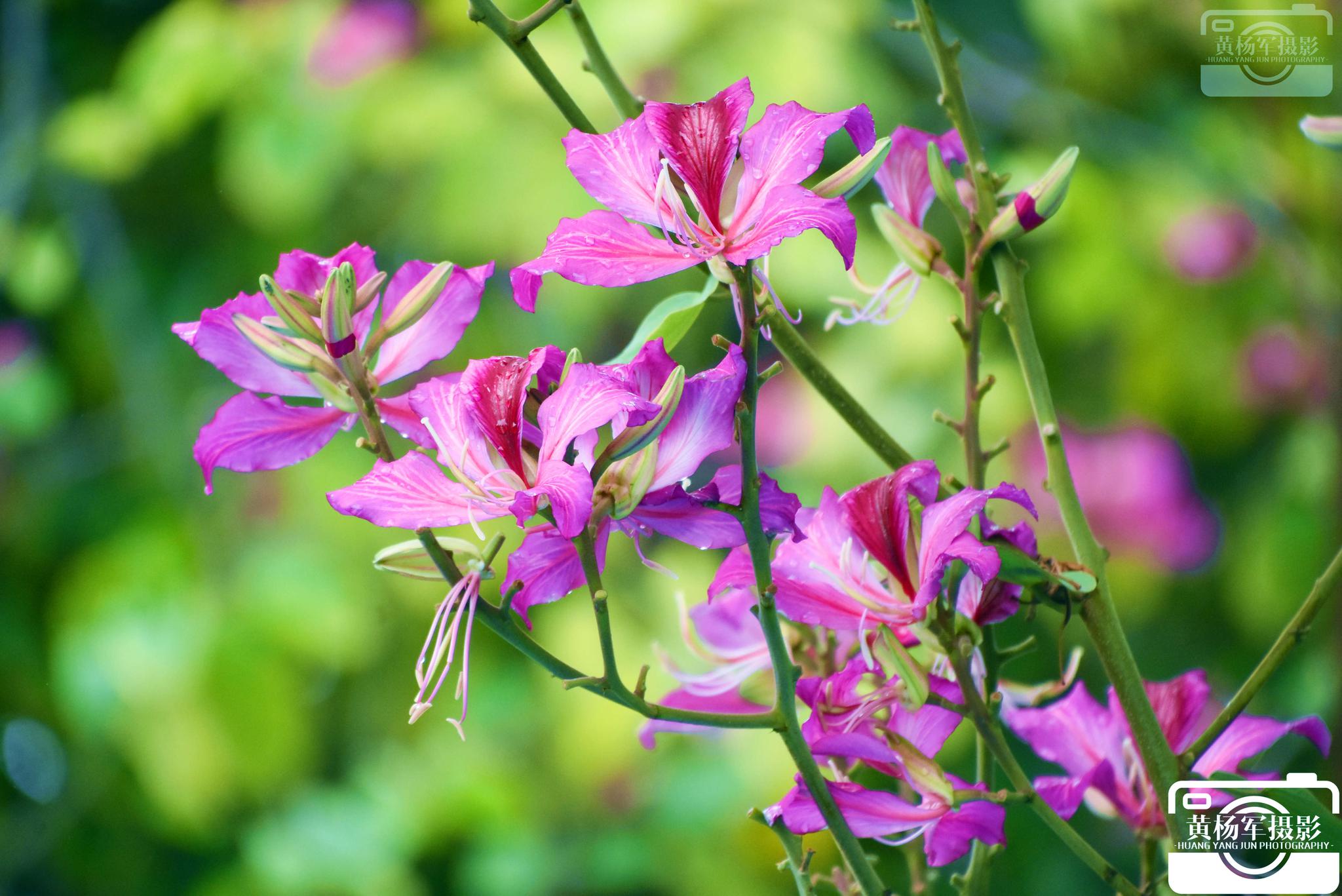 在五月夏雨中遇见美丽绽放的红花羊蹄甲