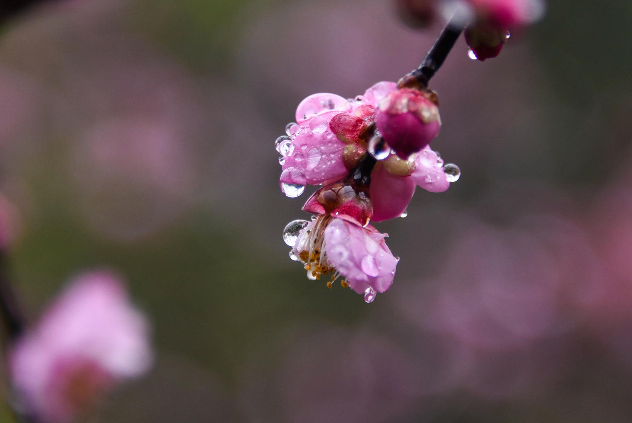 梅花绽放 冬日添香