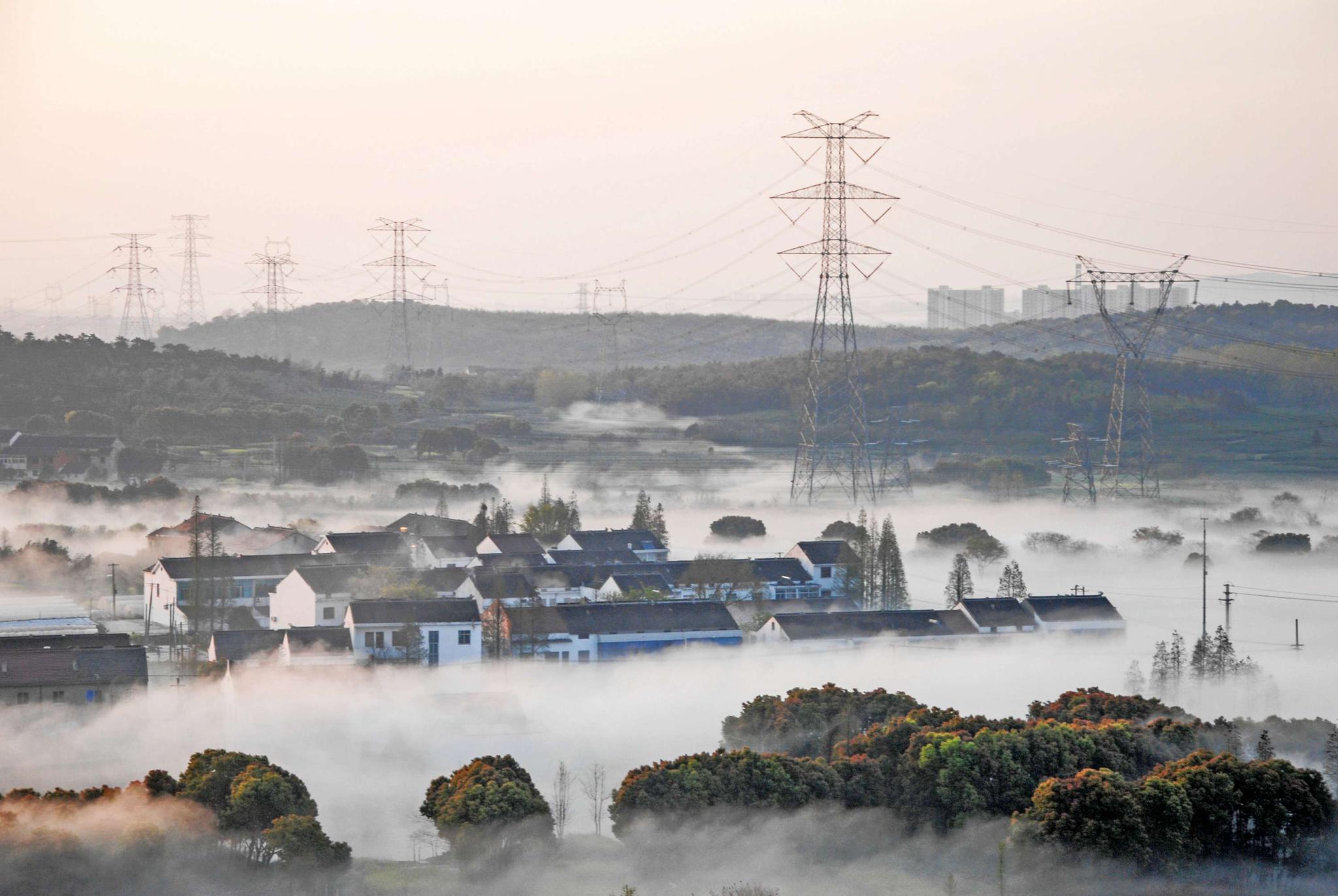 来自无锡斗山矮脚雾的魅力