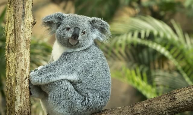 树袋熊又名"考拉",是一种树栖动物,也是世界上最能睡的动物_高清图集