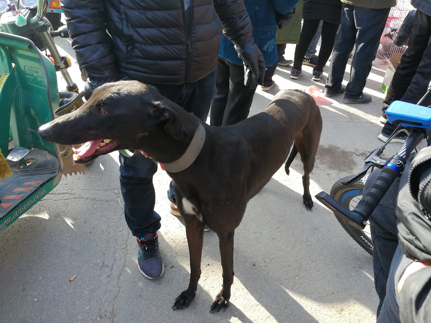 小县城宠物狗市,"哮天犬"8千元,极品小土狗50元被抢走