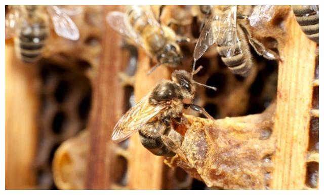 网络上很多人都在说阿坝王好,阿坝王是不是最好的蜂王?