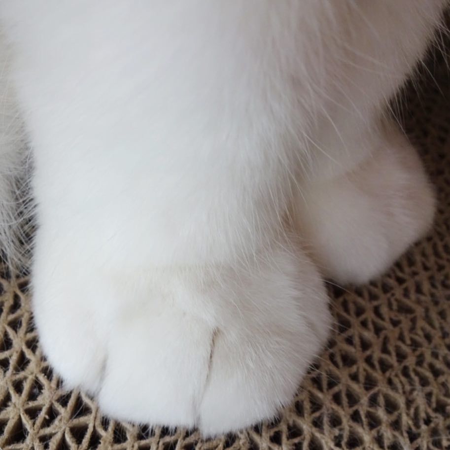 哇好大的jio大长腿有我的小短脚好看吗