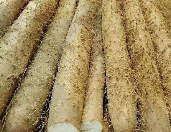 山药别管它多粗多长,牢记这"四点",保证山药一挑一根准