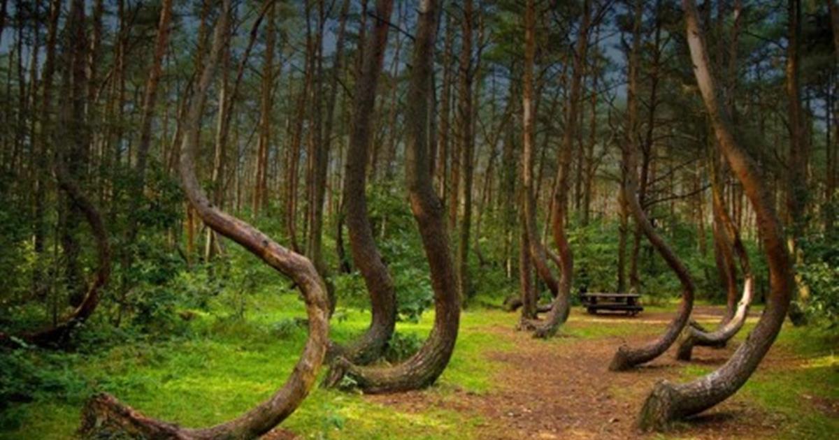 俄罗斯飞地上的一片怪森林树木在跳舞群魔乱舞