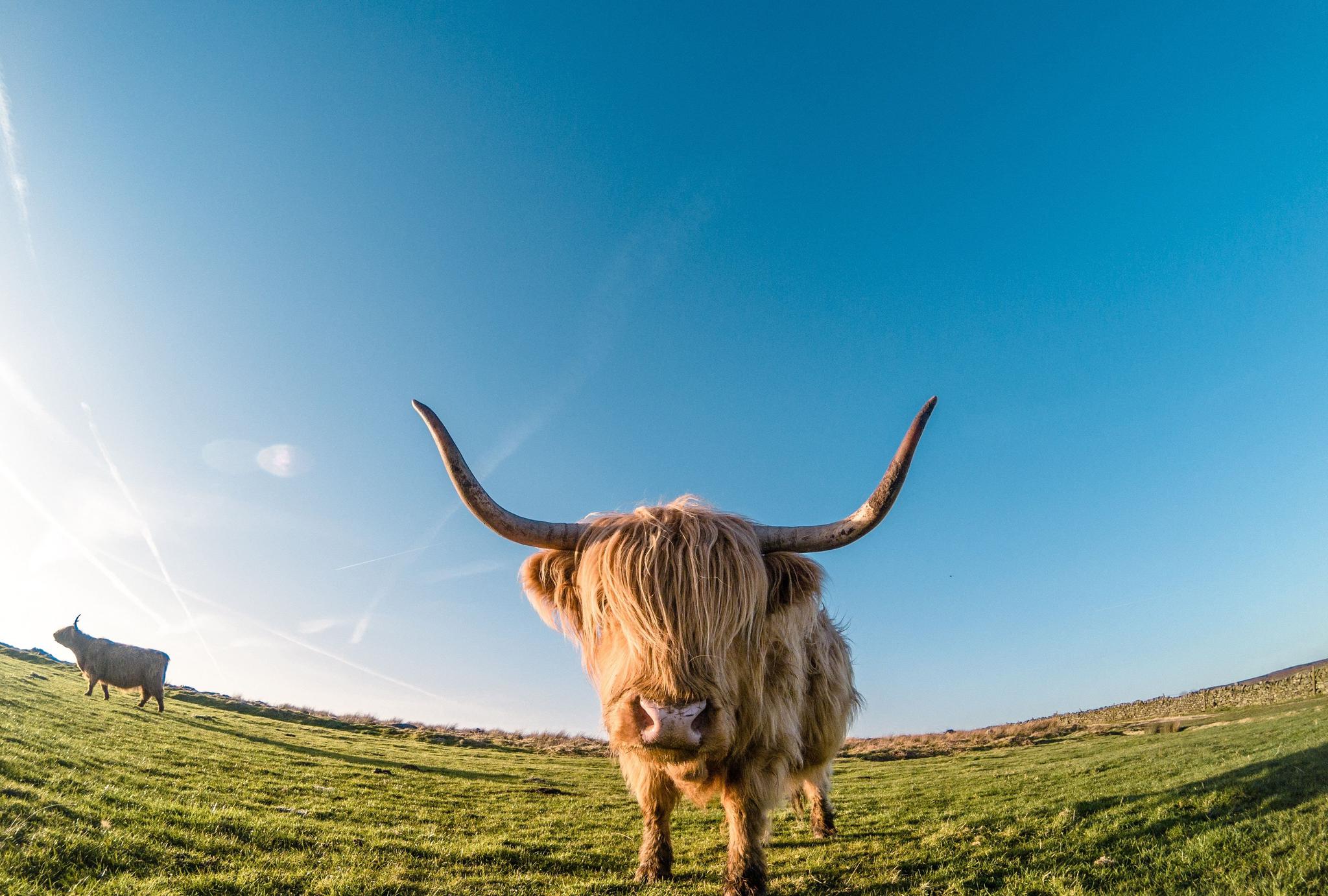 "雪域之舟"牦牛的独特发型