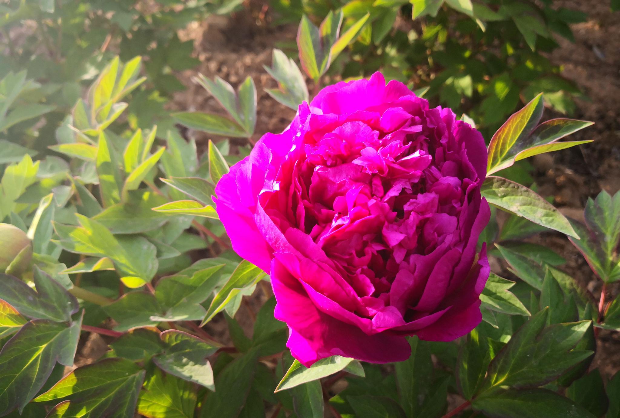 山东东营:植物园里看牡丹,美艳如菏泽_高清图集_新浪网