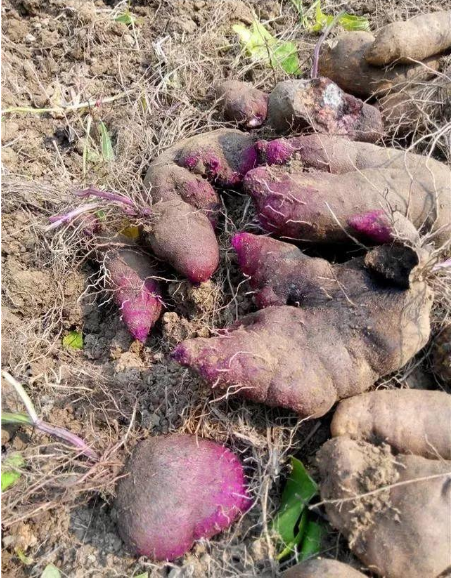 脚板薯|根须|番薯_新浪新闻