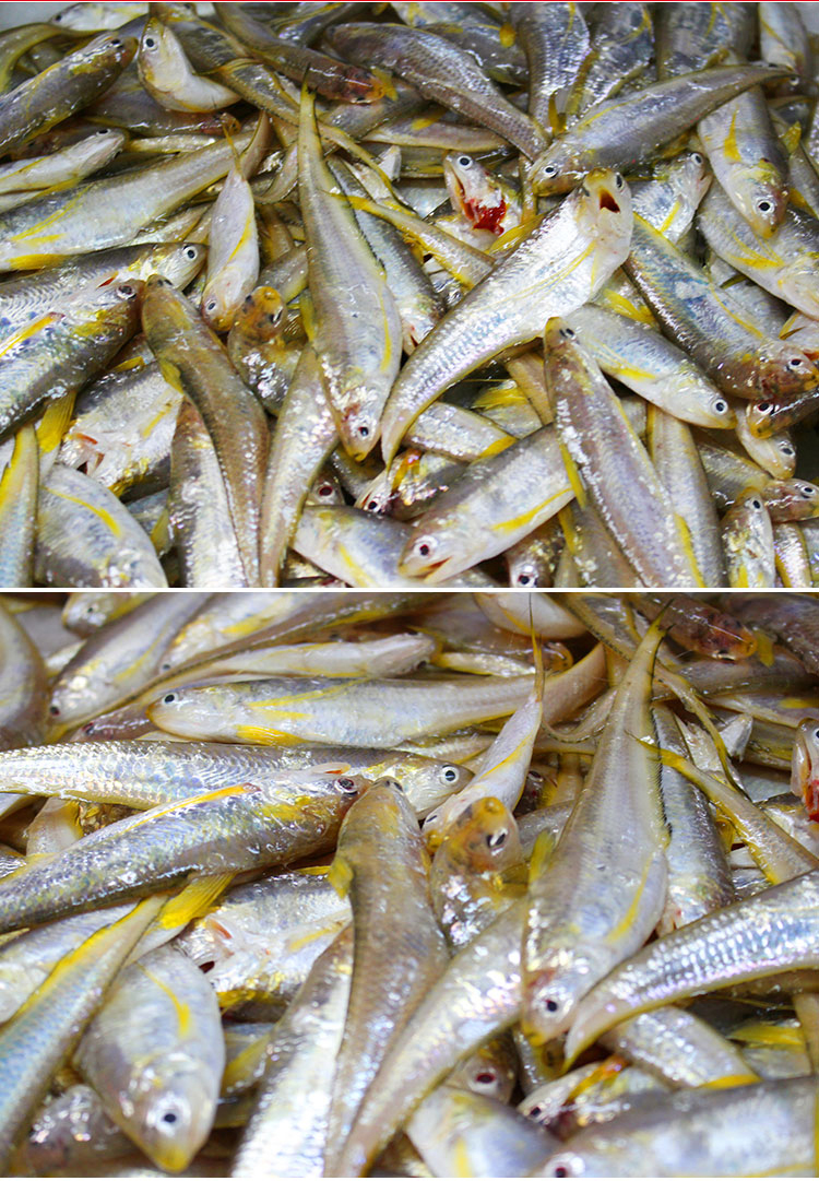 凤尾鱼一般都是加工成罐头小吃,却总被误以为是价格昂贵的刀鱼?