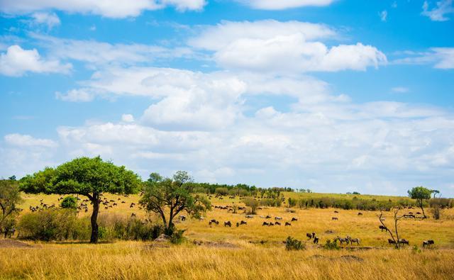 令人震撼的非洲马塞马拉大草原一