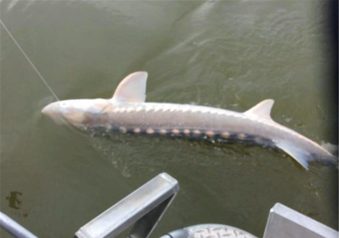 白鲟|淡水鱼|灭绝_新浪新闻