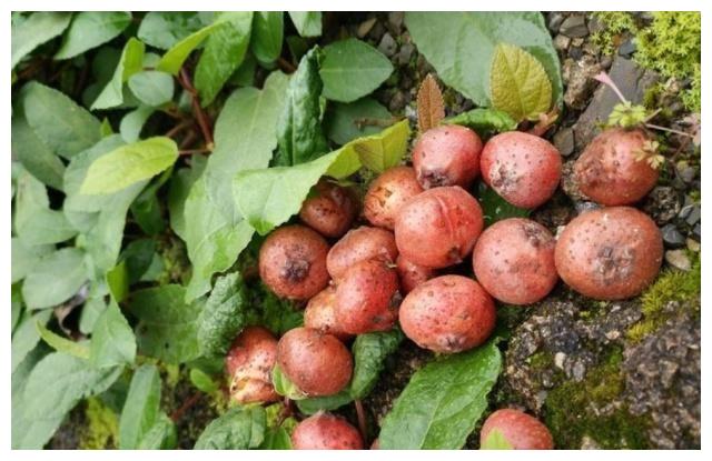 但是在过去的农村娃吃津津有味,农村在我小的时候有一个野生水