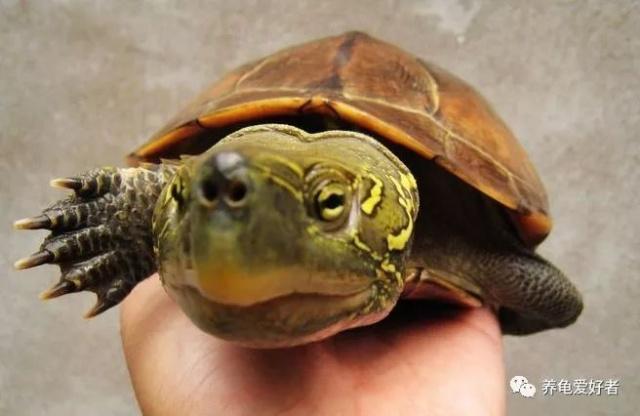 浅谈龟鱼混养的那些事儿!