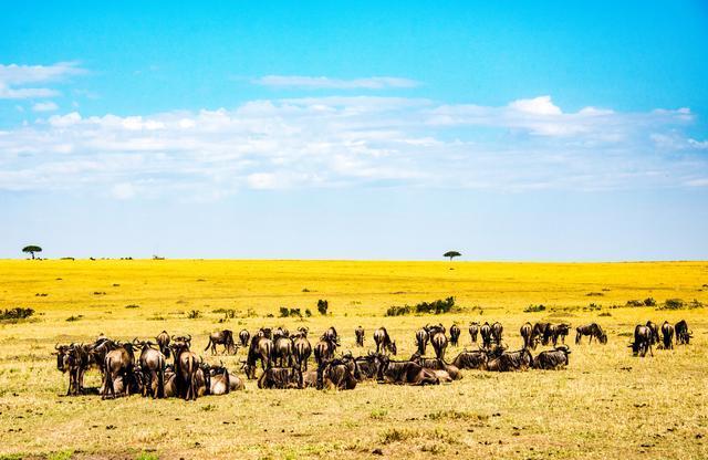 令人震撼的非洲马塞马拉大草原一
