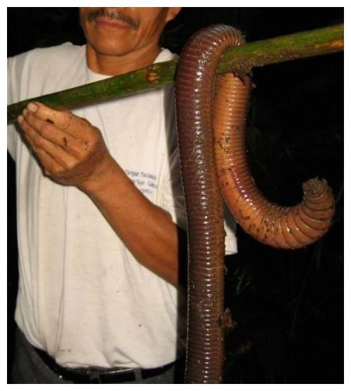 男子发现巨型蚯蚓长达2米比普通蛇类还要长