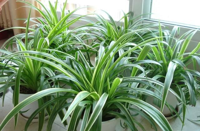 春天的吊蘭做好這幾步，長得和瘋了一樣！